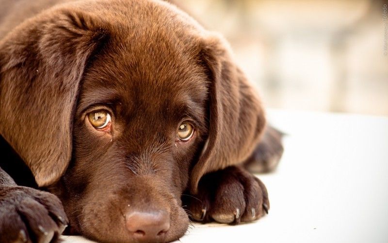 labrador