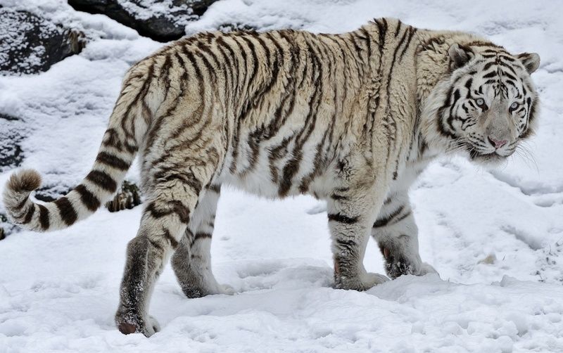 tigre