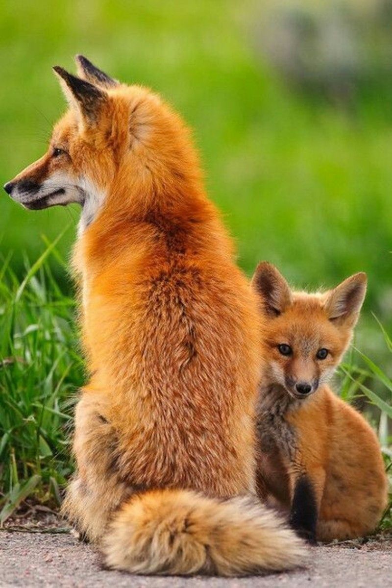 Renard Et Son Petit