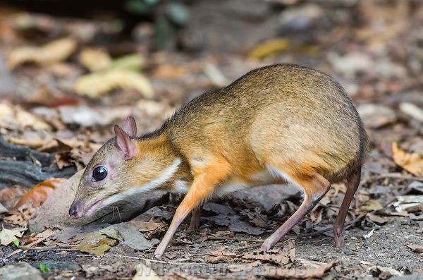 chevrotain