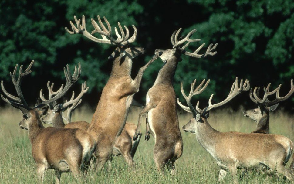 combat de cerf