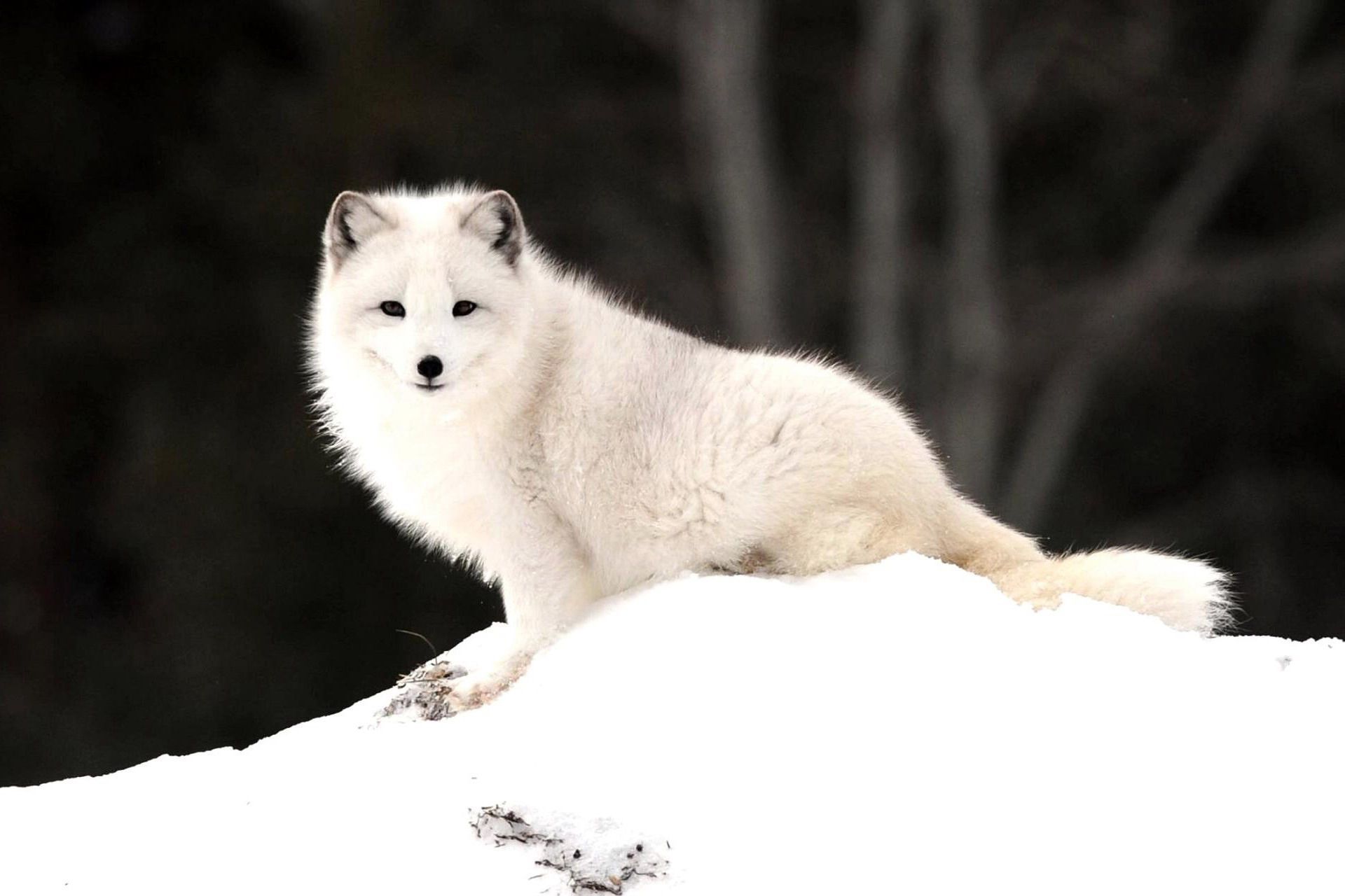 RENARD POLAIRE