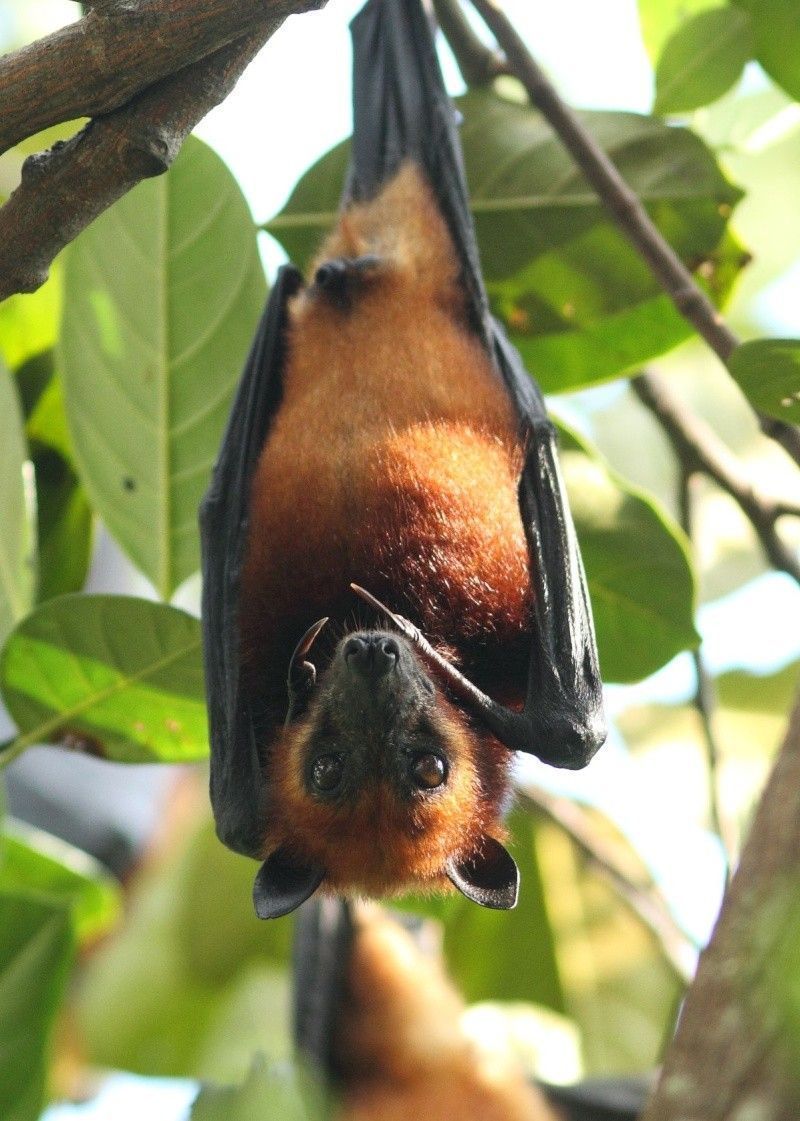 Roussette Chauve Souris