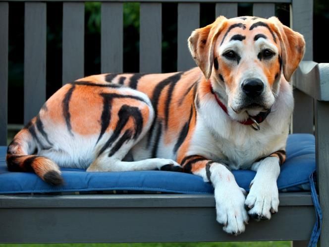 chien-tigre