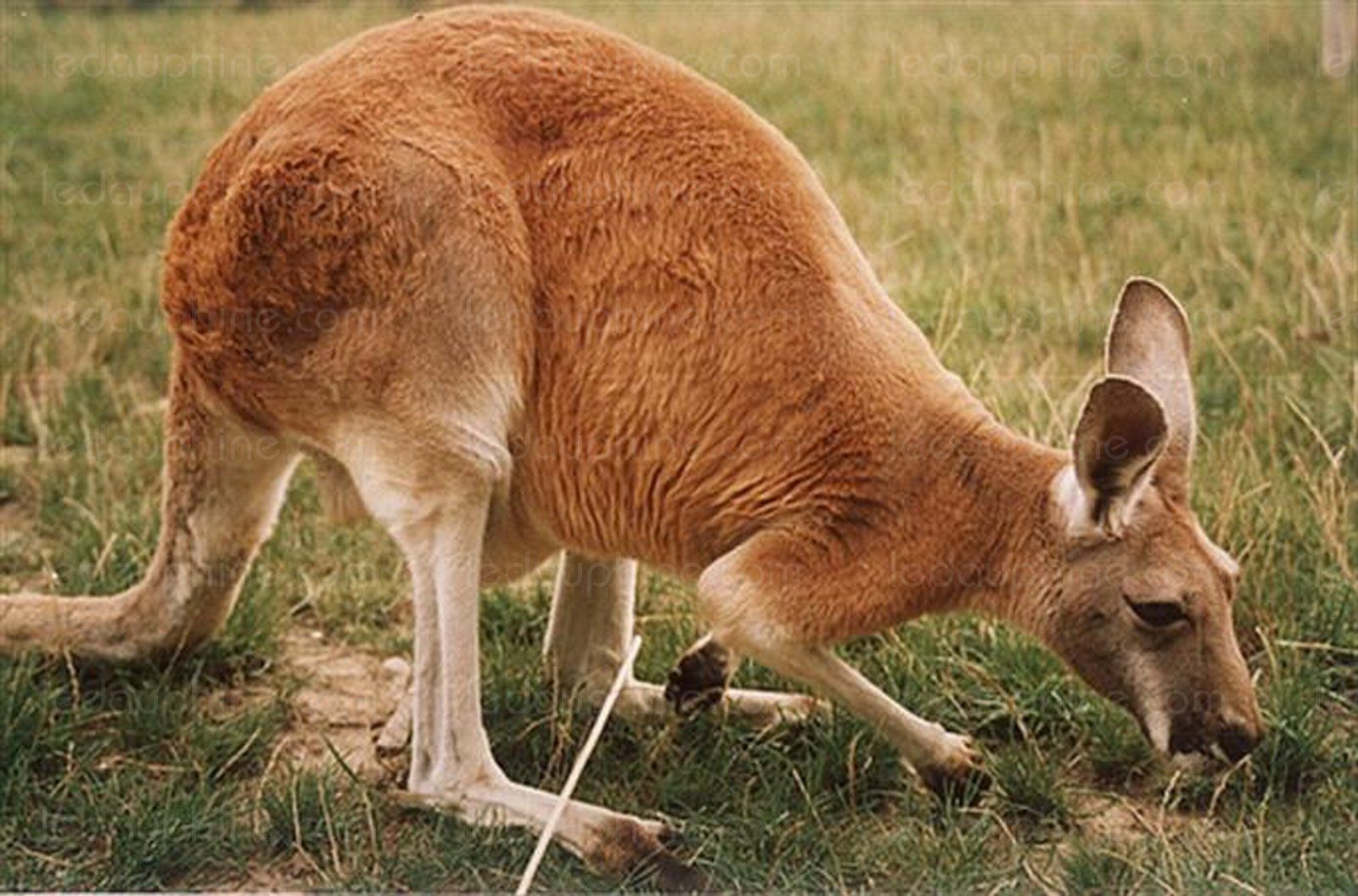 Kangourou Roux
