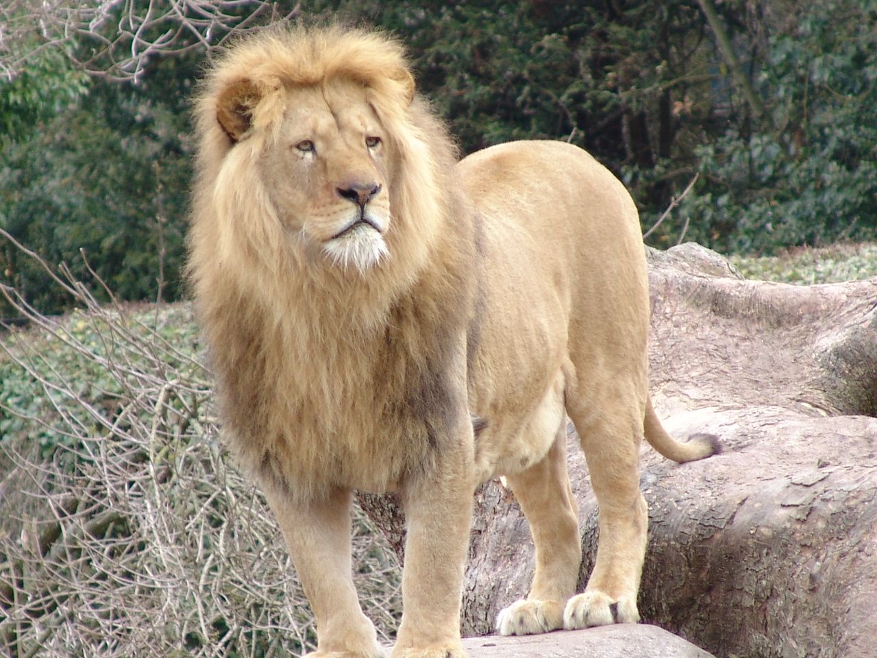 lion