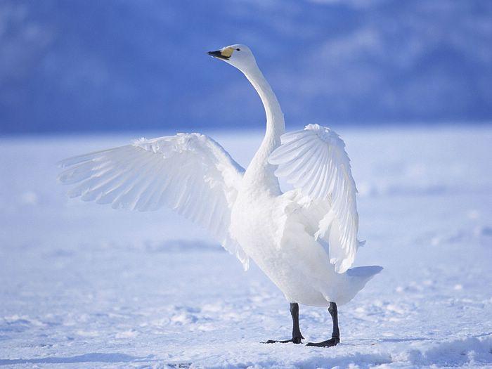 swan-93-2.jpg